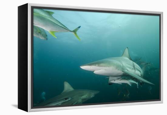 Oceanic Black-Tip Shark and Remora, KwaZulu-Natal, South Africa-Pete Oxford-Framed Premier Image Canvas