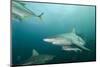 Oceanic Black-Tip Shark and Remora, KwaZulu-Natal, South Africa-Pete Oxford-Mounted Photographic Print