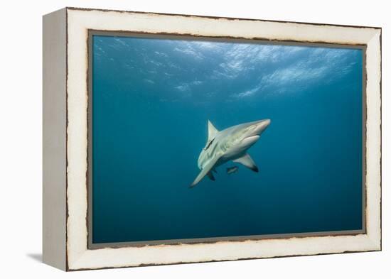 Oceanic Black-Tip Shark and Remora, KwaZulu-Natal, South Africa-Pete Oxford-Framed Premier Image Canvas