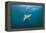 Oceanic Black-Tip Shark and Remora, KwaZulu-Natal, South Africa-Pete Oxford-Framed Premier Image Canvas