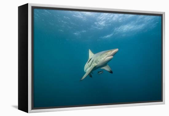 Oceanic Black-Tip Shark and Remora, KwaZulu-Natal, South Africa-Pete Oxford-Framed Premier Image Canvas