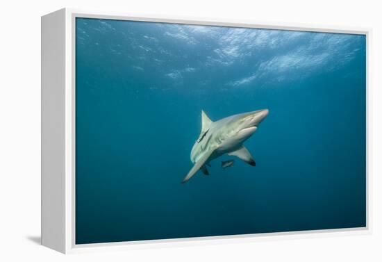 Oceanic Black-Tip Shark and Remora, KwaZulu-Natal, South Africa-Pete Oxford-Framed Premier Image Canvas