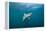 Oceanic Black-Tip Shark and Remora, KwaZulu-Natal, South Africa-Pete Oxford-Framed Premier Image Canvas