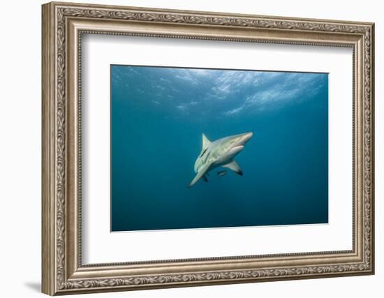 Oceanic Black-Tip Shark and Remora, KwaZulu-Natal, South Africa-Pete Oxford-Framed Photographic Print