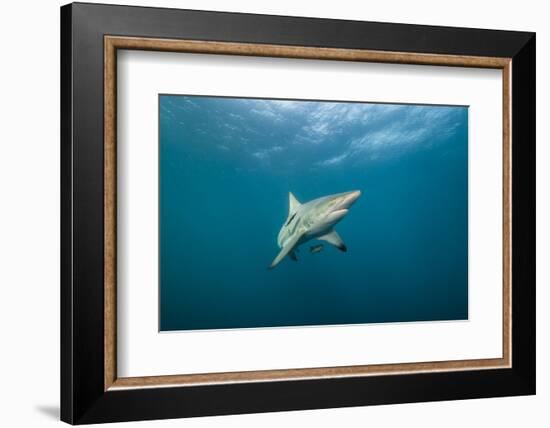 Oceanic Black-Tip Shark and Remora, KwaZulu-Natal, South Africa-Pete Oxford-Framed Photographic Print