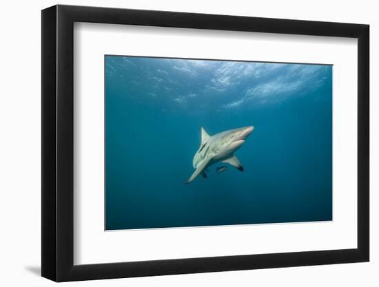 Oceanic Black-Tip Shark and Remora, KwaZulu-Natal, South Africa-Pete Oxford-Framed Photographic Print