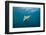 Oceanic Black-Tip Shark and Remora, KwaZulu-Natal, South Africa-Pete Oxford-Framed Photographic Print