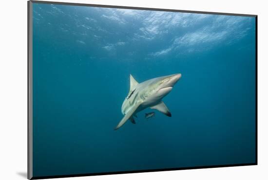 Oceanic Black-Tip Shark and Remora, KwaZulu-Natal, South Africa-Pete Oxford-Mounted Photographic Print