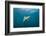 Oceanic Black-Tip Shark and Remora, KwaZulu-Natal, South Africa-Pete Oxford-Framed Photographic Print