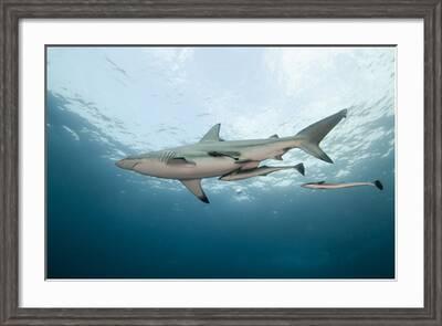 SHARK WEEK! Reef Shark Watercolor on Black