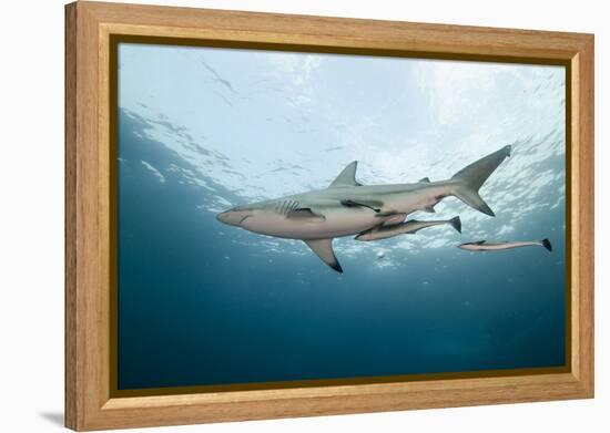 Oceanic Black-Tip Shark and Remora, KwaZulu-Natal, South Africa-Pete Oxford-Framed Premier Image Canvas