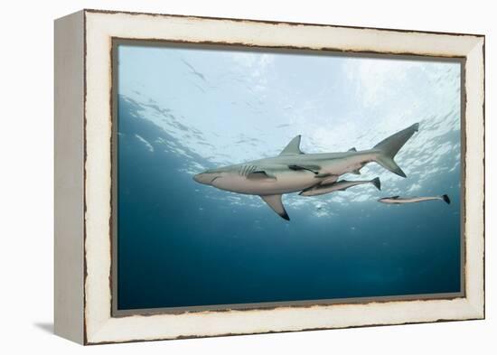 Oceanic Black-Tip Shark and Remora, KwaZulu-Natal, South Africa-Pete Oxford-Framed Premier Image Canvas