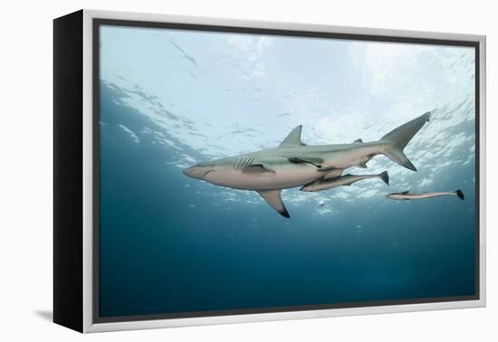 Oceanic Black-Tip Shark and Remora, KwaZulu-Natal, South Africa-Pete Oxford-Framed Premier Image Canvas