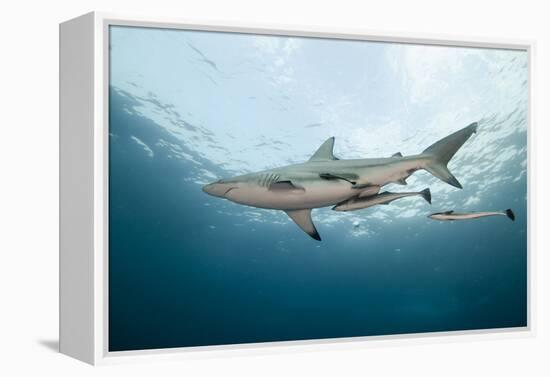 Oceanic Black-Tip Shark and Remora, KwaZulu-Natal, South Africa-Pete Oxford-Framed Premier Image Canvas