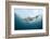 Oceanic Black-Tip Shark and Remora, KwaZulu-Natal, South Africa-Pete Oxford-Framed Photographic Print