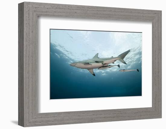 Oceanic Black-Tip Shark and Remora, KwaZulu-Natal, South Africa-Pete Oxford-Framed Photographic Print