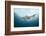 Oceanic Black-Tip Shark and Remora, KwaZulu-Natal, South Africa-Pete Oxford-Framed Photographic Print