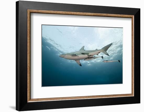 Oceanic Black-Tip Shark and Remora, KwaZulu-Natal, South Africa-Pete Oxford-Framed Photographic Print