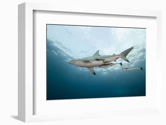 Oceanic Black-Tip Shark and Remora, KwaZulu-Natal, South Africa-Pete Oxford-Framed Photographic Print