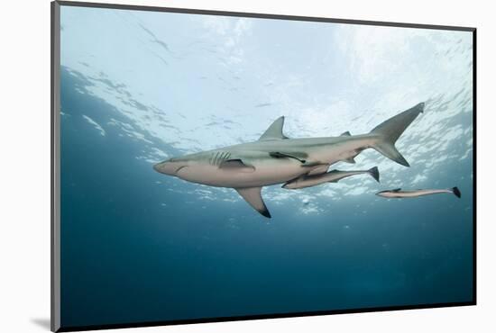 Oceanic Black-Tip Shark and Remora, KwaZulu-Natal, South Africa-Pete Oxford-Mounted Photographic Print