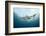 Oceanic Black-Tip Shark and Remora, KwaZulu-Natal, South Africa-Pete Oxford-Framed Photographic Print