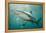 Oceanic Black-Tip Shark and Remora, KwaZulu-Natal, South Africa-Pete Oxford-Framed Premier Image Canvas