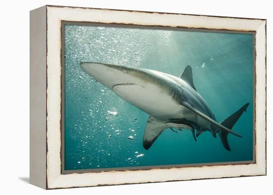 Oceanic Black-Tip Shark and Remora, KwaZulu-Natal, South Africa-Pete Oxford-Framed Premier Image Canvas