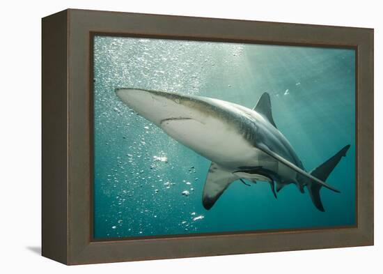 Oceanic Black-Tip Shark and Remora, KwaZulu-Natal, South Africa-Pete Oxford-Framed Premier Image Canvas