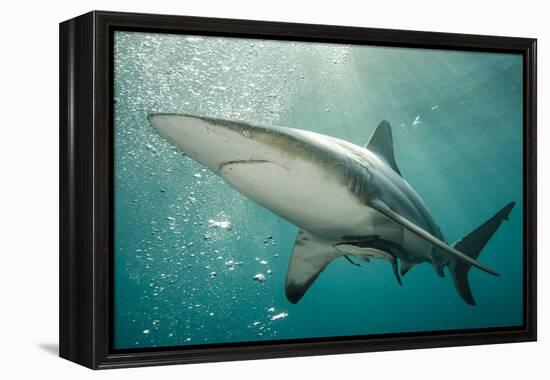 Oceanic Black-Tip Shark and Remora, KwaZulu-Natal, South Africa-Pete Oxford-Framed Premier Image Canvas