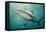 Oceanic Black-Tip Shark and Remora, KwaZulu-Natal, South Africa-Pete Oxford-Framed Premier Image Canvas