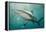 Oceanic Black-Tip Shark and Remora, KwaZulu-Natal, South Africa-Pete Oxford-Framed Premier Image Canvas