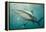 Oceanic Black-Tip Shark and Remora, KwaZulu-Natal, South Africa-Pete Oxford-Framed Premier Image Canvas