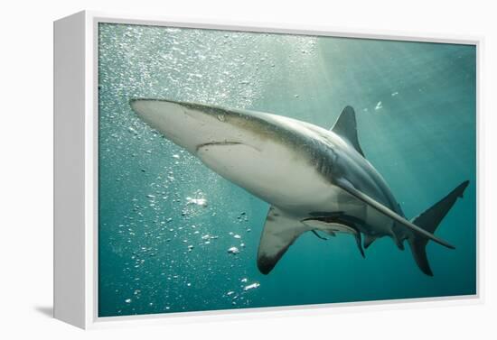 Oceanic Black-Tip Shark and Remora, KwaZulu-Natal, South Africa-Pete Oxford-Framed Premier Image Canvas