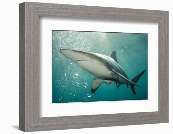 Oceanic Black-Tip Shark and Remora, KwaZulu-Natal, South Africa-Pete Oxford-Framed Photographic Print