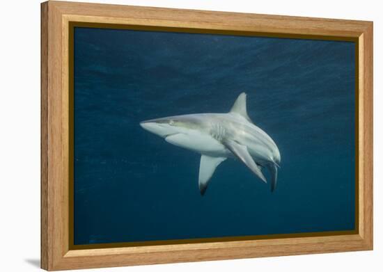 Oceanic Black-Tip Shark and Remora, KwaZulu-Natal, South Africa-Pete Oxford-Framed Premier Image Canvas