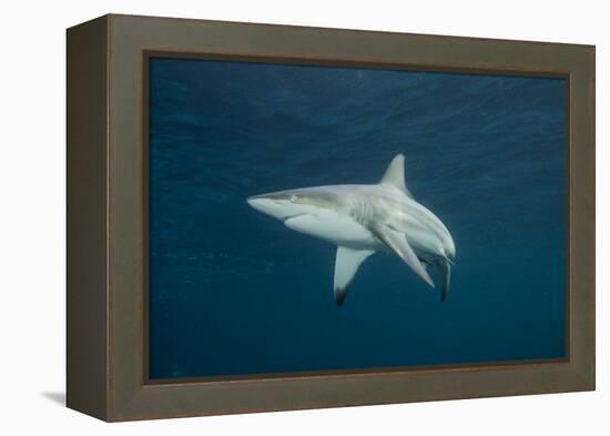 Oceanic Black-Tip Shark and Remora, KwaZulu-Natal, South Africa-Pete Oxford-Framed Premier Image Canvas