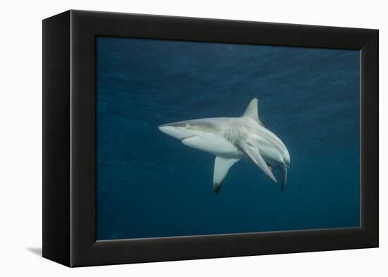 Oceanic Black-Tip Shark and Remora, KwaZulu-Natal, South Africa-Pete Oxford-Framed Premier Image Canvas