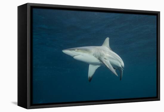 Oceanic Black-Tip Shark and Remora, KwaZulu-Natal, South Africa-Pete Oxford-Framed Premier Image Canvas