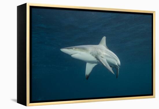 Oceanic Black-Tip Shark and Remora, KwaZulu-Natal, South Africa-Pete Oxford-Framed Premier Image Canvas