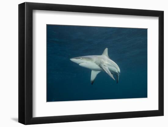 Oceanic Black-Tip Shark and Remora, KwaZulu-Natal, South Africa-Pete Oxford-Framed Photographic Print