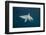 Oceanic Black-Tip Shark and Remora, KwaZulu-Natal, South Africa-Pete Oxford-Framed Photographic Print