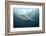 Oceanic Black-Tip Shark and Remora, KwaZulu-Natal, South Africa-Pete Oxford-Framed Photographic Print