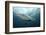 Oceanic Black-Tip Shark and Remora, KwaZulu-Natal, South Africa-Pete Oxford-Framed Photographic Print