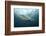 Oceanic Black-Tip Shark and Remora, KwaZulu-Natal, South Africa-Pete Oxford-Framed Photographic Print