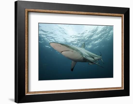 Oceanic Black-Tip Shark and Remora, KwaZulu-Natal, South Africa-Pete Oxford-Framed Photographic Print