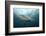 Oceanic Black-Tip Shark and Remora, KwaZulu-Natal, South Africa-Pete Oxford-Framed Photographic Print