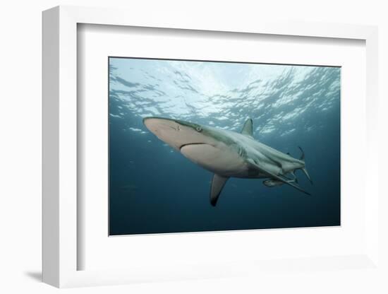 Oceanic Black-Tip Shark and Remora, KwaZulu-Natal, South Africa-Pete Oxford-Framed Photographic Print