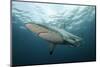 Oceanic Black-Tip Shark and Remora, KwaZulu-Natal, South Africa-Pete Oxford-Mounted Photographic Print