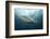 Oceanic Black-Tip Shark and Remora, KwaZulu-Natal, South Africa-Pete Oxford-Framed Photographic Print