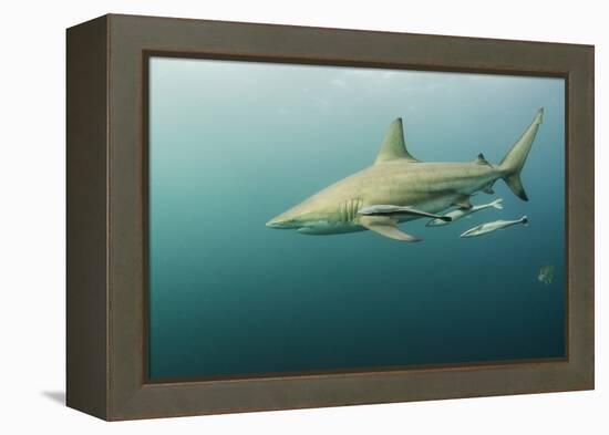 Oceanic Black-Tip Shark and Remora, KwaZulu-Natal, South Africa-Pete Oxford-Framed Premier Image Canvas